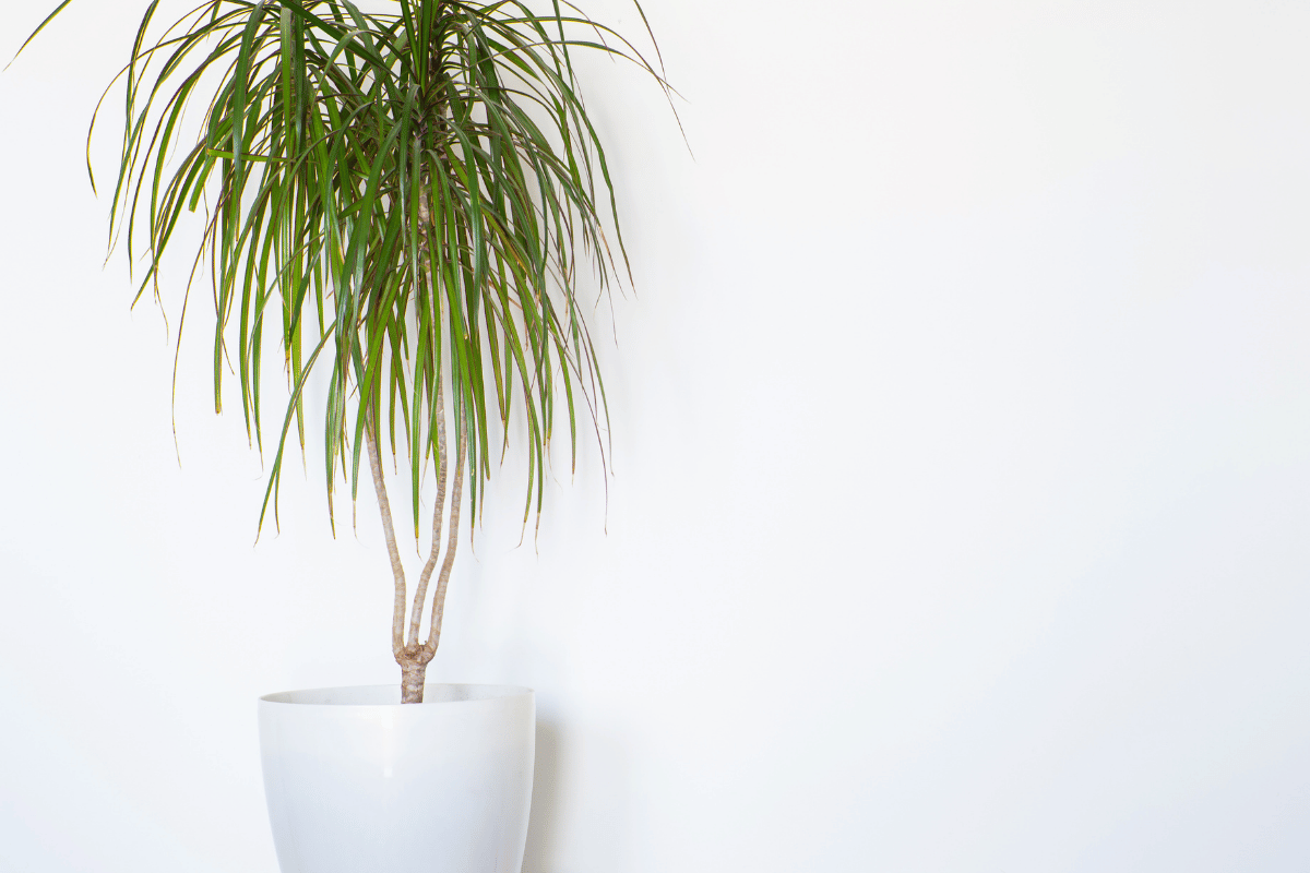 _Madagascar dragon tree - Dracaena marginata.png